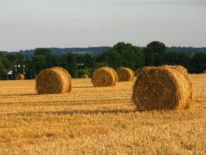 foto-campagna