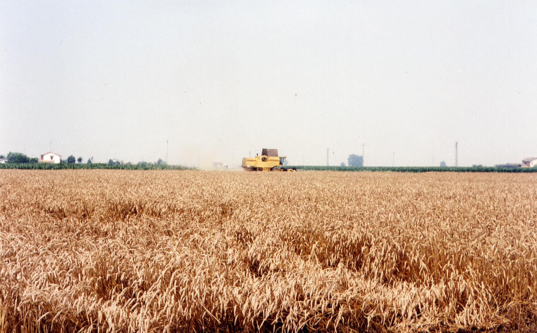 campagna grano