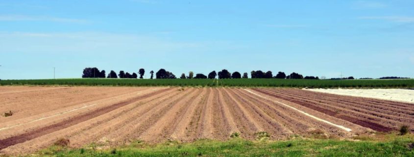 terreno agricolo